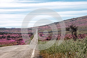 Road through the Flowering desert Atacama