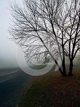 Road in fog