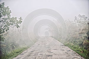 Road in the fog in the forest