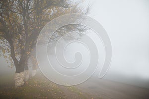 Road in foggy early autumn morning. Tree silhouettes. Horisontal. Copyspace.Calm and lonely concept.