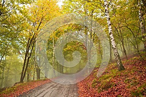 Road in the foggy forest in autumn