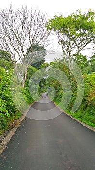 Road in foggy forest in rainy day in spring. Beautiful mountain curved roadway, trees with green foliage in fog and overcast sky.