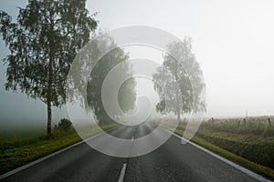 Road on a foggy morning with sheep in pasture, rural countryside scene, Poland