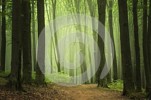 Road in the fogy forest