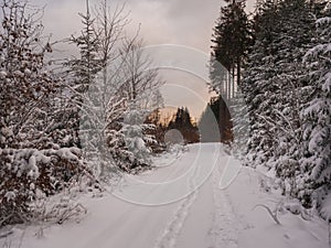 Road or footpath in snow covered forest landscape with snowy fir and spruce trees, branches, idyllic winter landscape in