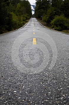 Road through forest