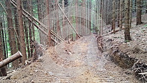 Road in forest