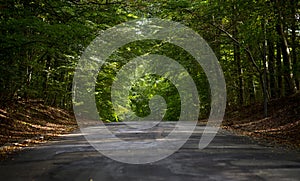 Road in forest