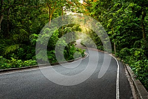 Road in forest