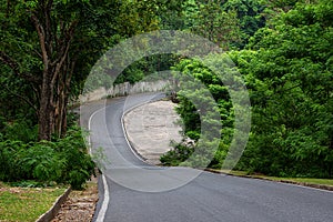 Road in forest