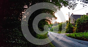 Road in forest