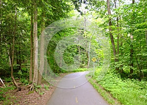 Road in forest