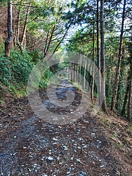 Road through the forest