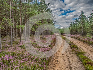 Road and forest