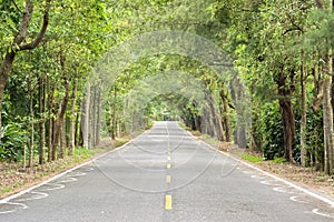 Road at forest