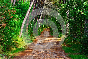 Road in Forest