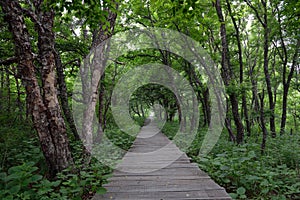 Road in the forest