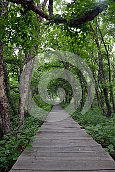 Road in the forest