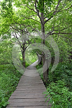 Road in the forest