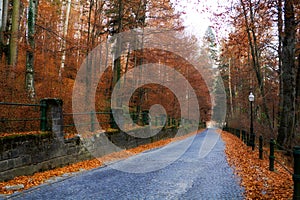 Road in forest