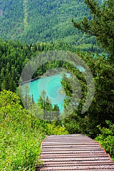 The road through the forest