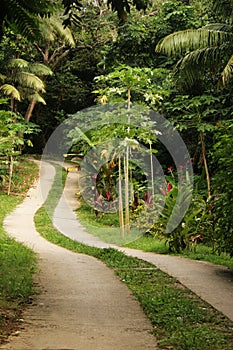 Road in the Forest