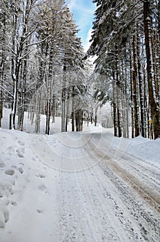 Road in the forest