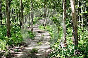 Road in forest