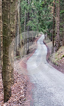 Road in forest