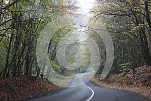 A road in a forest at autumn