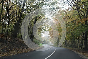 A road in a forest at autumn