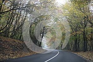 A road in a forest at autumn