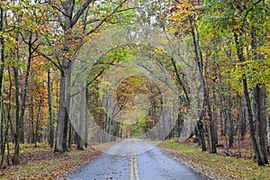Road in a Forest in Autumn photo