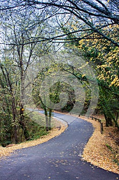 Road in the forest autumn time yellow leaves