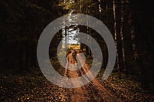 Road in the dark forest