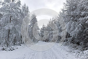 Road through forest covered in white snow