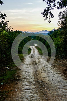 road in forest, digital photo picture as a background