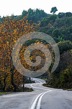 Road in the forest on Evia island