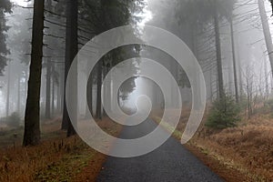 Road, forest and fog, autumn