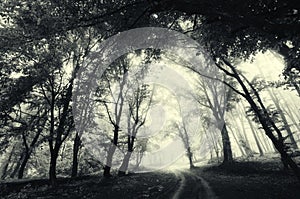 Road through forest with fog. Mysterious dark haunted Halloween scene