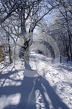Road in the forest after heavy snowfall