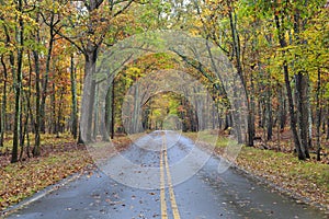 Road in a Forest