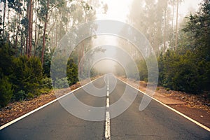 Road in the forest La Esperanza photo