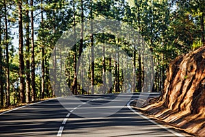 Road in the forest La Esperanza photo