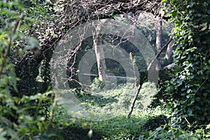 Road in the forest in the local zoo photo