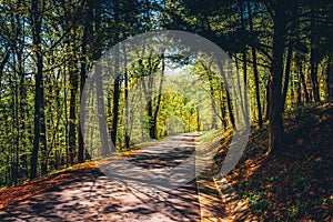 Road through a forest at Monticello, Virginia.