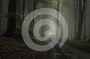 Carreteras en Bosque misterioso niebla 