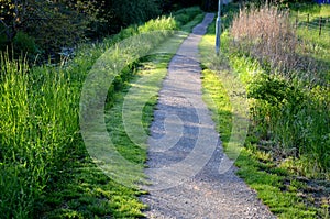 Gravel threshing path in city park light sand green lawn and trees trunks slight bend plain