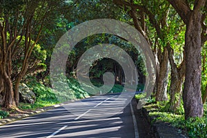 The road in the forest near Vigia das Baleias. Terceira, Azores. Portugal photo