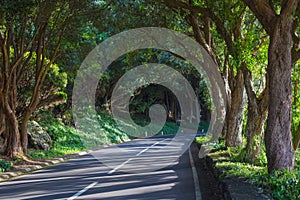 The road in the forest near Vigia das Baleias. Terceira, Azores. Portugal